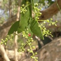 Salvadora persica L.